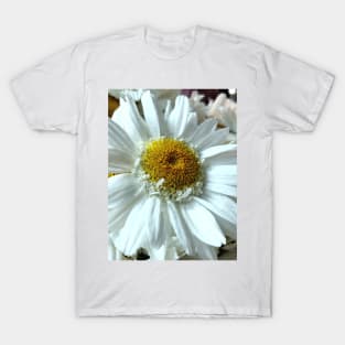 Beautiful white gerbera daisy in focus T-Shirt